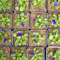 Violet pansy flower background pattern