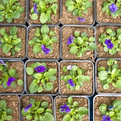 Foto auf Acrylglas Pansies Violet pansy flower background pattern