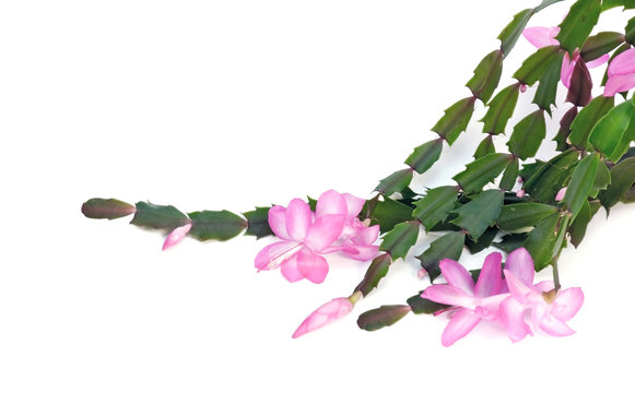 House plant Schlumbergera flowers on the white background