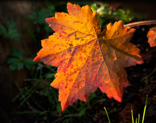 Naklejka na ściany i meble Nature bright background with orange red autumnal leaf
