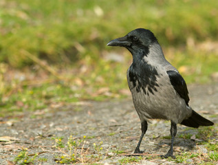 Hooded Crow