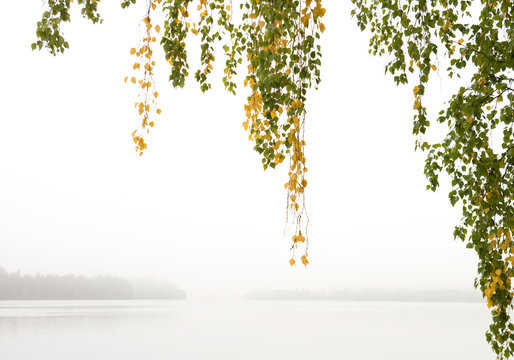 Foggy morning on the river with birch branches