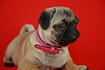 Mops, Welpe, Hundebaby