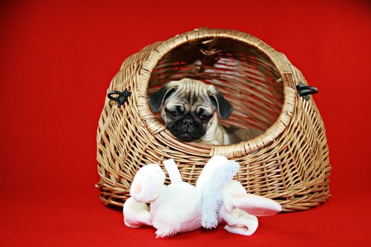 Mops, Welpe, Hundebaby