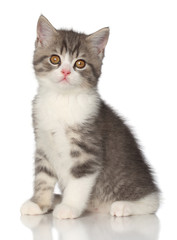 Obraz premium Scottish kitten on a white background