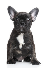 French bulldog puppy portrait