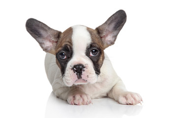 French bulldog puppy portrait