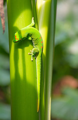 Green gecko