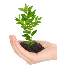 Young plant in hand isolated on white