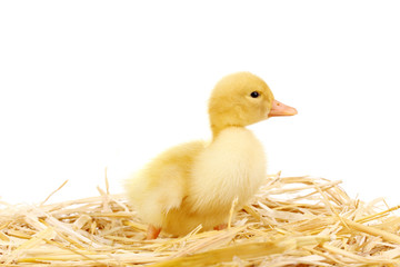 Duckling on straw isolated on white
