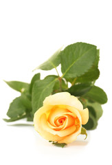Fototapeta premium beautiful rose isolated on white