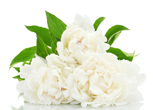 183,920 BEST White Peony IMAGES, STOCK PHOTOS & VECTORS | Adobe Stock