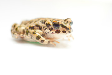 Frog on white