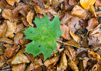 single green maple leave on dry golden autum foliage