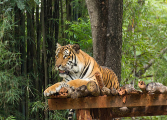 Tiger relaxing action in nature