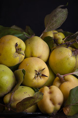 Quitten frisch vom Baum