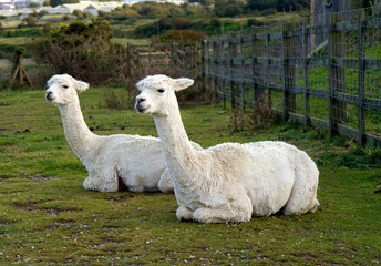 Two Alpacas lying down