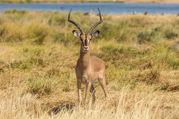 Schwarzgesicht Impala aufmerksam