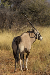 Naklejka na ściany i meble Oryx mit skłonił Horn