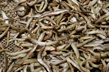 Mackerel fish at market, Thailand