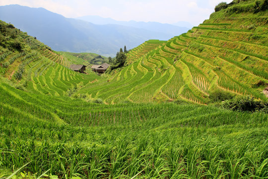 rizières à Pingan