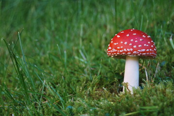 Fliegenpilz11