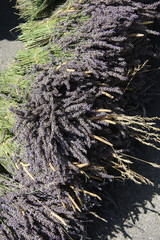 Lavender for sale