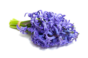 bunch of hyacinth tied isolated on white