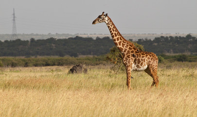 Masai Giraffe on the Savanna