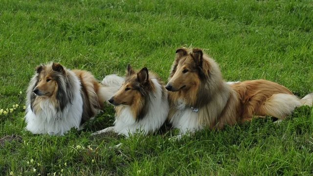3 Collies liegen auf einer Wiese
