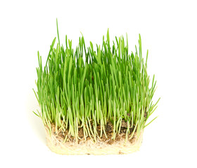Green grass showing roots