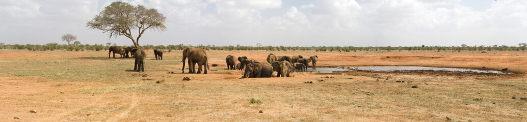 Fototapeta na wymiar Słonie picia w buszu