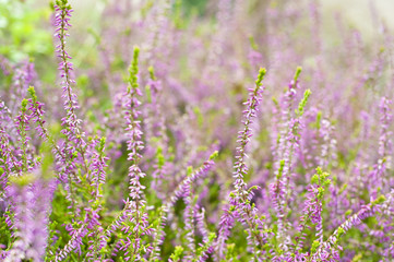 heather - selective focus