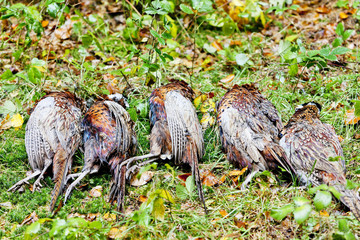 excludes of dead pheasants
