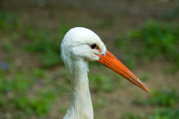 Stork's head detail