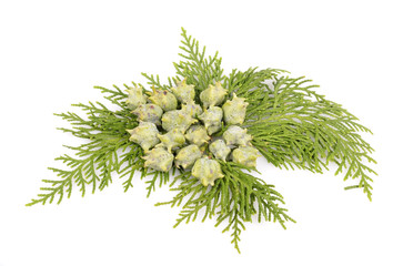 Juniper, twig with cones, close up, isolated
