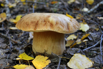 гриб боровик