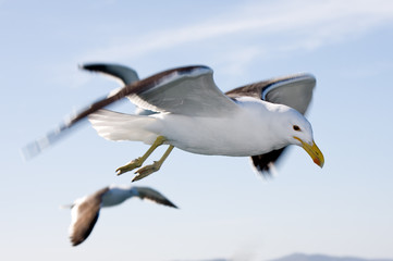 Gull
