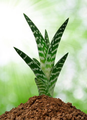 Aloe Vera grows from the soil