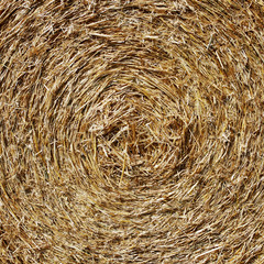 Straw hay