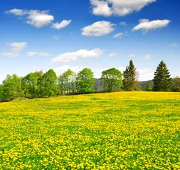Wall murals Yellow Spring landscape in the national park Sumava - Czech Republic