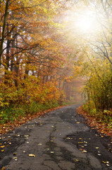 Obraz premium Autumn landscape