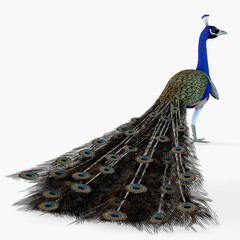 Fototapeta premium Peacock Profile