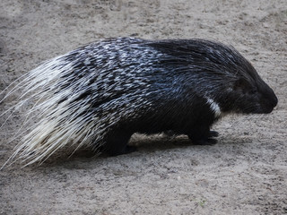 Stachelschweinchen