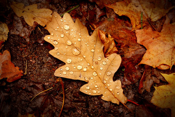 Leaf autumn