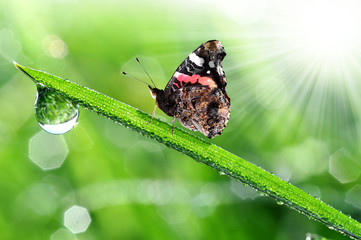 fresh morning dew and butterfly