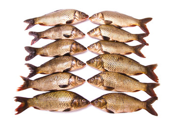 Twelve fresh carps
