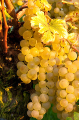 Weinreben 12.523