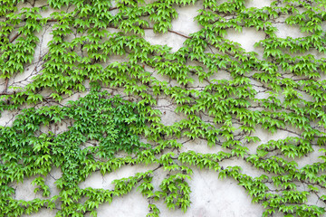Botanical background