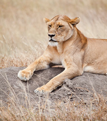 Lioness Lookout